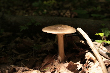 
The mushroom grew in the wet shade of a summer forest