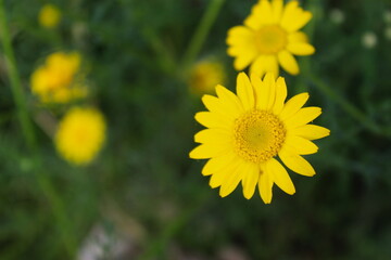 Obraz premium Great contrast of yellow daisy and green grass in the background.