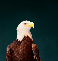 A closeup of a beautiful bald eagle.