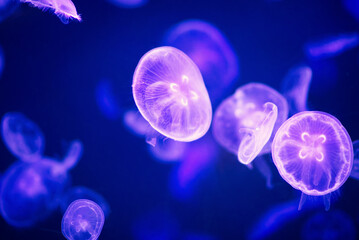 Moon jellyfish in a large tank.
