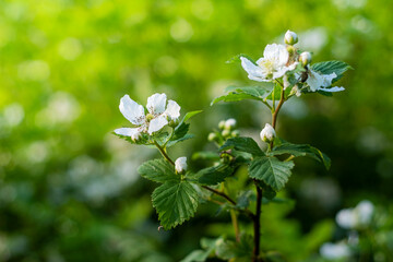 forget me not flower