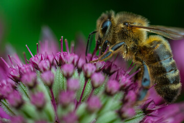 Macro of a honey bee feeding on a purple flower