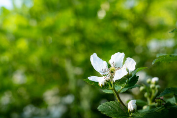 white flowers in the forest