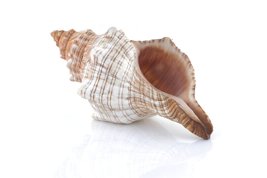 Conch shell isolated on white with reflection