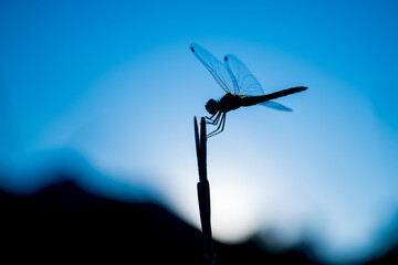 Fototapeta na wymiar Dragonfly Silhouette