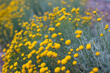 Wild yellow flowers in full bloom in California on Spring season.