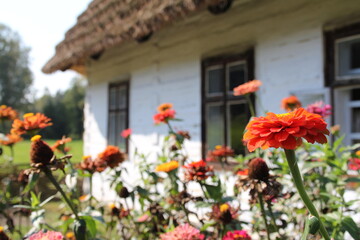 old house, old village, dahlia and old wooden house, garden with dahlien