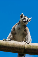 Ring-tailed lemur (Lemur catta) on blue sky background during a summer day © boivinnicolas