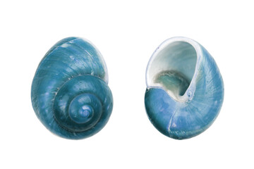 Two blue Nautica spiral shells on white background with clipping path