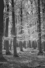 Mysterious forest. Gloomy atmosphere in black and white.