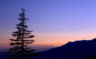 Fototapeta na wymiar A wonderful dusk. Big trees on the mountain forest sunset. Violet.