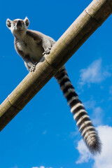Ring-tailed lemur (Lemur catta) on blue sky background during a summer day