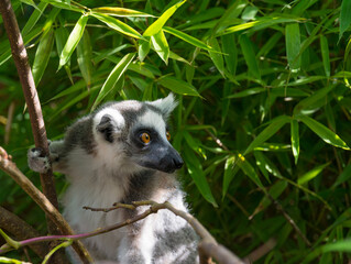 Ring-tailed lemur portrait (Lemur catta) during a summer day