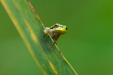 Hyla arborea - Green tree frog on a stalk. The background is green. The photo has a nice bokeh