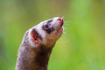 Mustela putorius furo - A ferret in the forest has an open mouth and a protruding tongue.