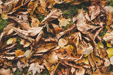 Autumn leaves on  the ground