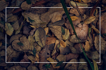 Primer plano de hojarasca de arbol de aguacate con un marco blanco para enmarcar un texto