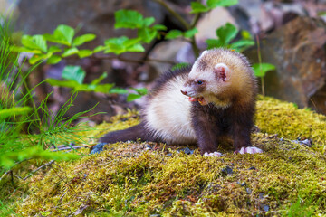 Mustela putorius furo - A ferret in the forest has an open mouth and a protruding tongue.