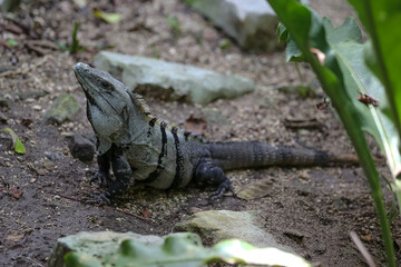 iguana on the rocks