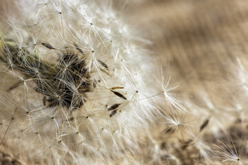 white dandelion on the burlap. summer background