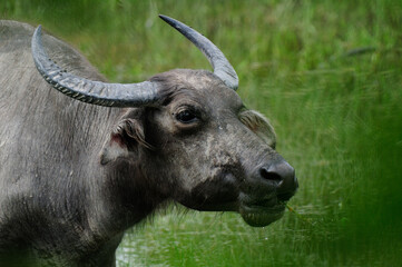 close up Water Asian buffalo on the field ( green background)