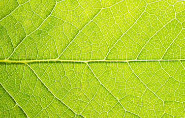 Green leaves background texture close up macro