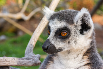 Naklejka na ściany i meble Ring-tailed lemur portrait (Lemur catta) during a summer day