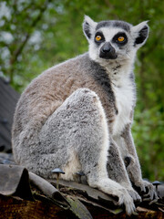Ring-tailed lemur portrait (Lemur catta) during a summer day © boivinnicolas
