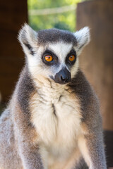 Ring-tailed lemur portrait (Lemur catta) during a summer day