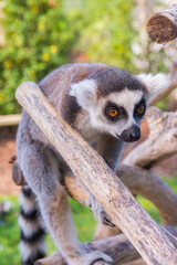 Ring-tailed lemur portrait (Lemur catta) during a summer day