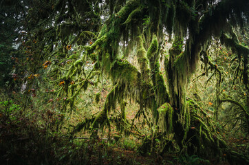 Hoh Rain Forest in Olympic National Park, Washington
