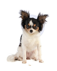 Chihuahua with one collar and one closed eye