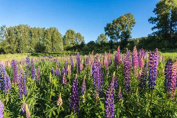 Glade with blooming lupins on a summer day