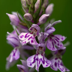 macro shot of common spotted orchid