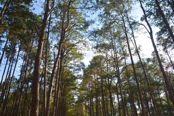 Coniferous and pine forest