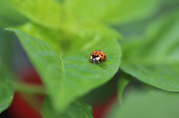 Fototapeta premium Ladybug on a green leaf