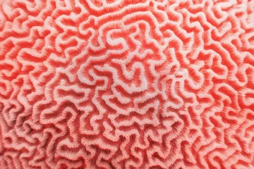 Foto auf Acrylglas Unterwasser Abstrakter Hintergrund in trendiger Korallenfarbe - organische Textur der harten Hirnkoralle