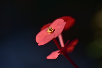 Blossoming Euphorbia milii. Euphorbia milii %28crown of thorns  Christ plant  Christ thorn%29 is a...