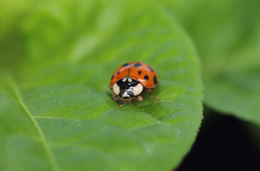 Ladybug on a green leaf