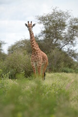 A cute giraffe in open woodland captured on a safari in Kenya