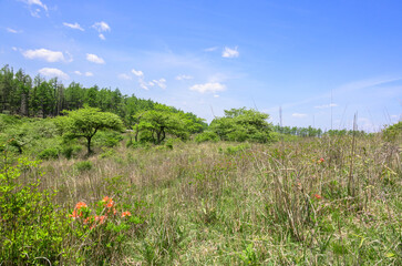 Obraz premium 初夏の高ボッチ高原