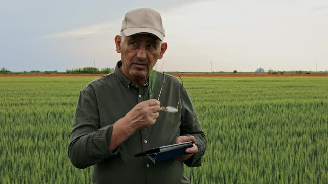 Senior farmer standing in wheat field holding tablet and examining crop during the day.