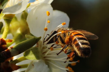 
nectar collecting bee