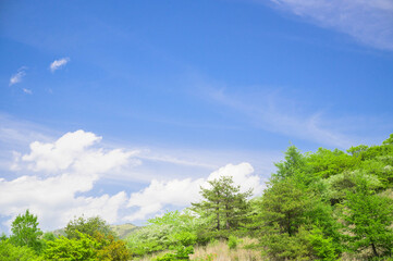 高ボッチ高原　初夏