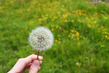 White air dandelion in the hand