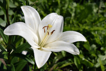 White lily close-up on a background of grass