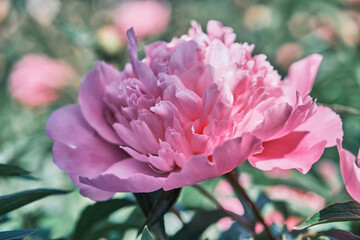 Beautiful
pink
peonies bloomed in the summer in a city park.