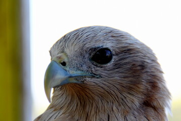 Red tailed Hawk