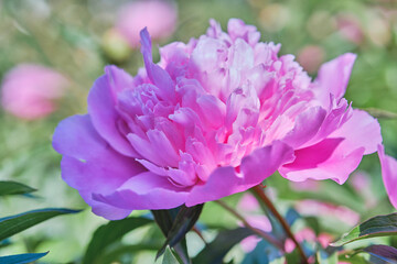 Beautiful
pink
peonies bloomed in the summer in a city park.