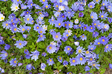 Violet daisies flower spring background
